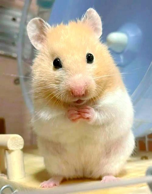 hamster-c534aeuFcmgd91ZzOJf.jpg