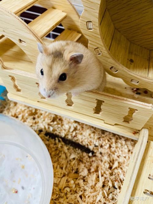 hamster-c54GWzSG5Si6yBu8Kyd.jpg