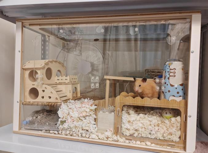 hamster-c55BOx0qhSIM0ZiuCNm.jpg