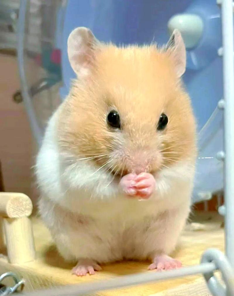 hamster-c56s9lkidT0XfZaIJAm.jpg