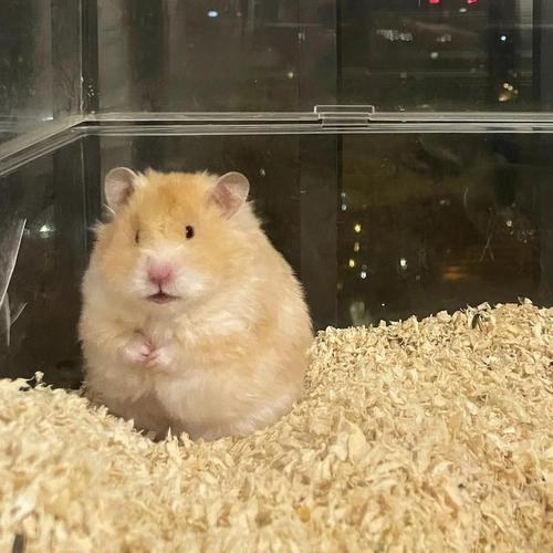 hamster-c571SrFrDanlCNukwLr.jpg