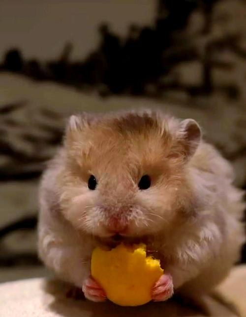 hamster-c58TQSSLl6BsmouiOwn.jpg