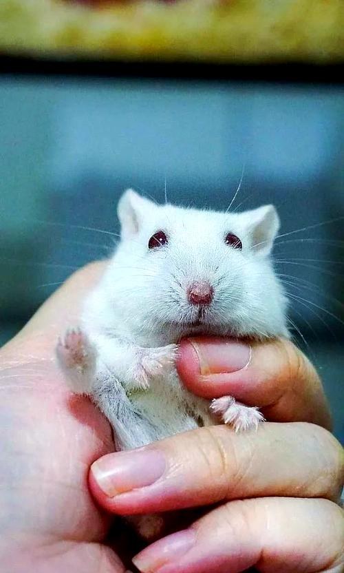 hamster-c59a2eIRW9SDKMKK8Y5.jpg