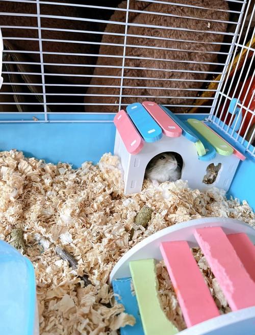 hamster-c60j2RGy12sMz9w9vma.jpg