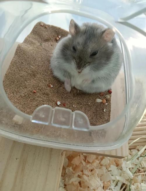 hamster-c61KDQTmDjMJThPsqIc.jpg