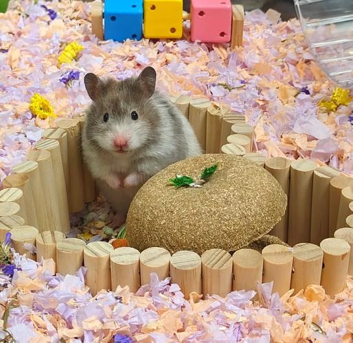 hamster-c62c7y9XTQHE2A90Kpn.jpg