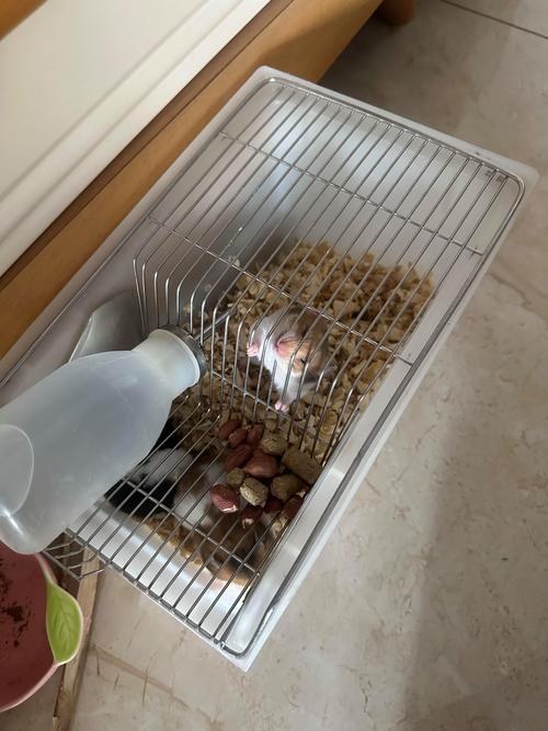 hamster-c63iyjKYcfm1Zs3N0HH.jpg