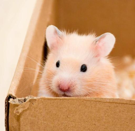 hamster-c64RxPmqppmLFML8sWI.jpg