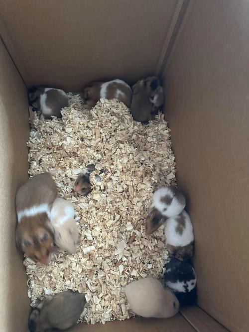hamster-c65YykqeGvsoVldZ8vq.jpg