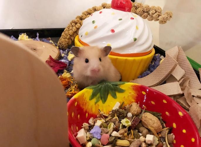 hamster-c66jB1Q6H2CsgXk7GFU.jpg