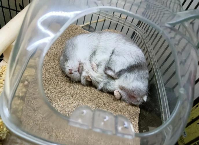 hamster-c67OPVo0kZLcua3S4Nc.jpg