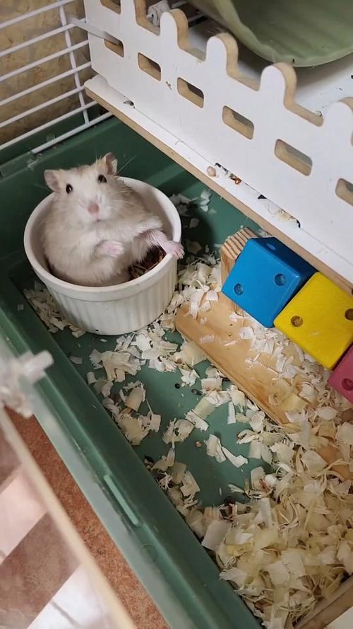 hamster-c699ylyNvXTcXDuqwpx.jpg