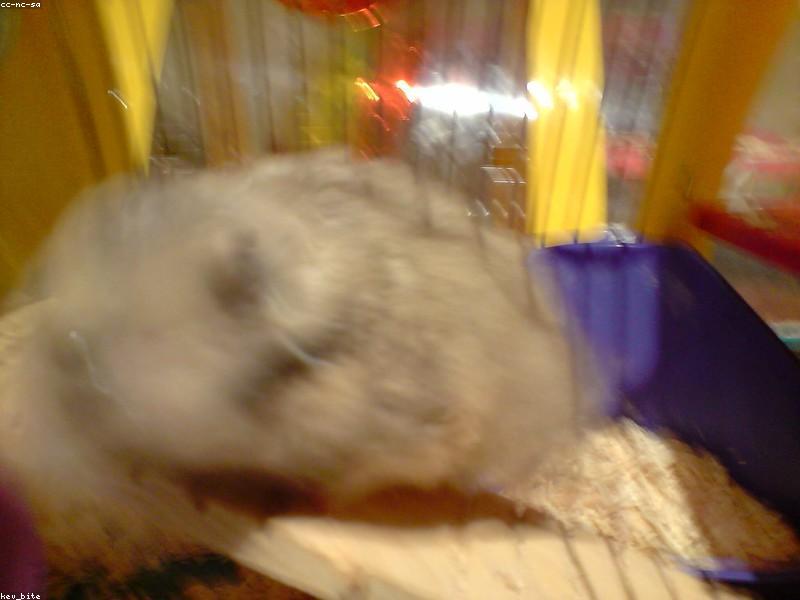 Mochi's first sand bath