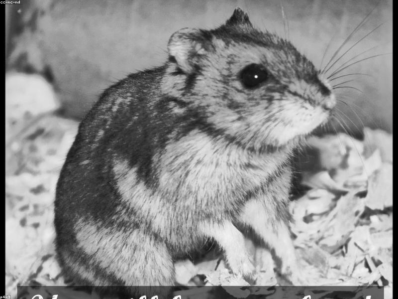Hello from a first-time hamster owner