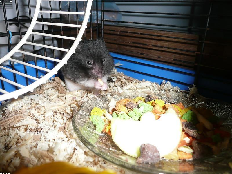 Best bedding for burrowing — paper or hemp?
