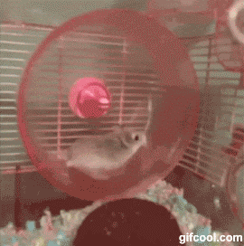 Hamsters look cute and adorable. Many people choose hamster…