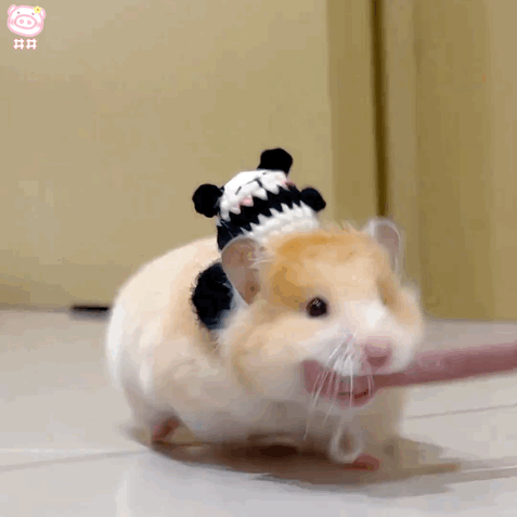 1.gif