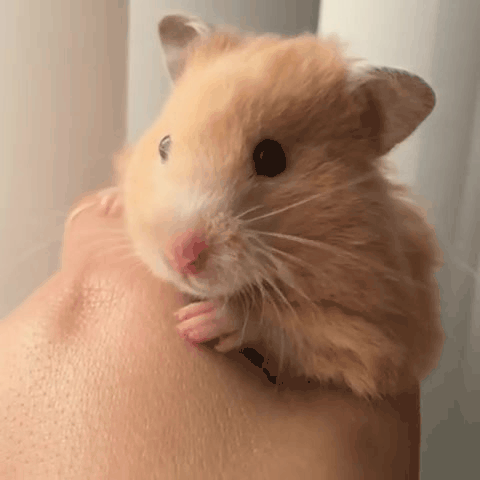 5.gif