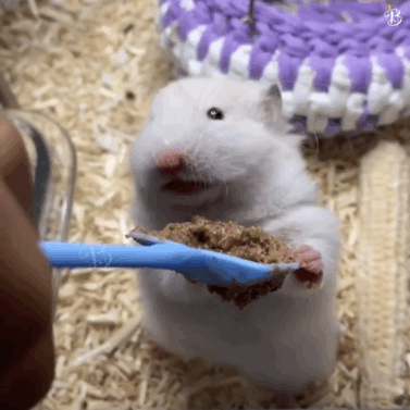 2.gif