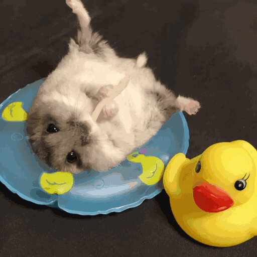 Playpen time: how I hamster-proof a room without buying anything