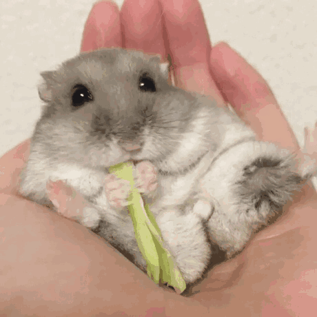 1. **Lifespan-reducing factors** Hamsters live 2&ndash;3 ye…