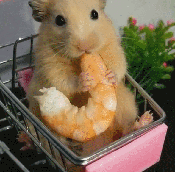 What I actually feed as treats now (after wasting a lot of money)