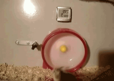 4.gif
