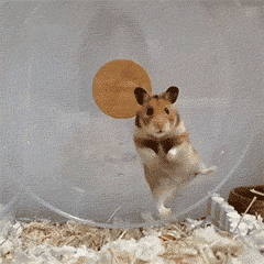 2026 Hamster Wheel Buying Guide: Why Silent, Pinch-Proof Clear Acrylic Wheels Are Essential