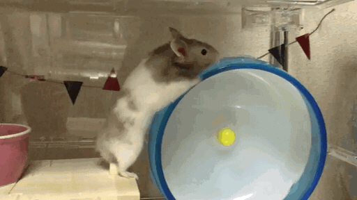 1.gif