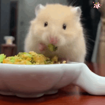 How many times should hamsters be fed per day? [file:7A2vux…