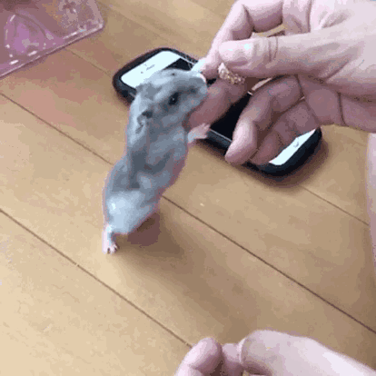 What do baby hamsters eat? [file:d3kRfU2k] [file:Zc6G3wQY] …