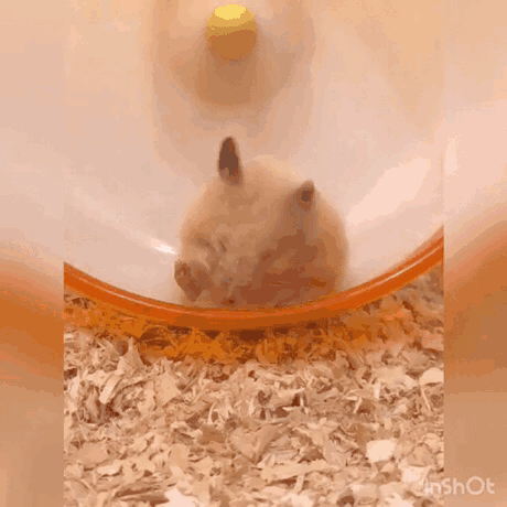 d.gif