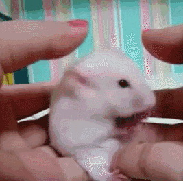 ca38d.gif