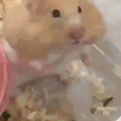 60544c1dd3896tVO.gif