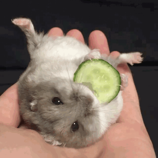 The hamster keeps its eyes closed and stays motionless. It …